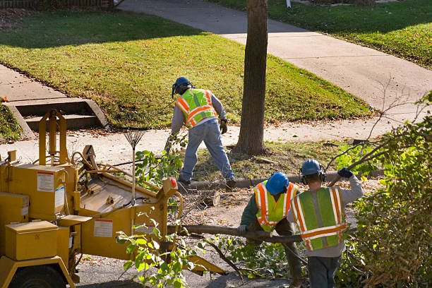 Best Root Management and Removal  in Santa Cruz, CA